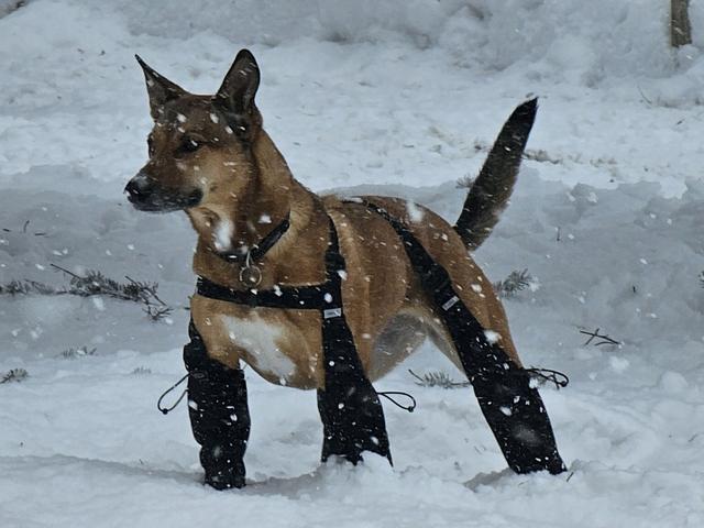 Shepherd puppy wearing boots in the snow