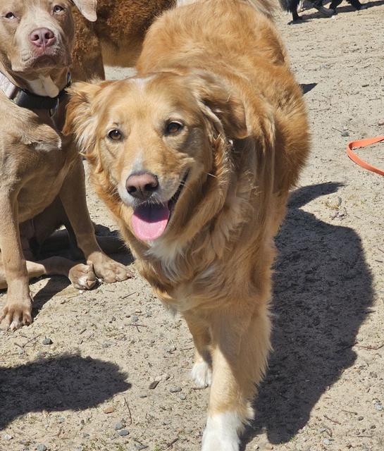 Golden retriever mix smiling in the sun