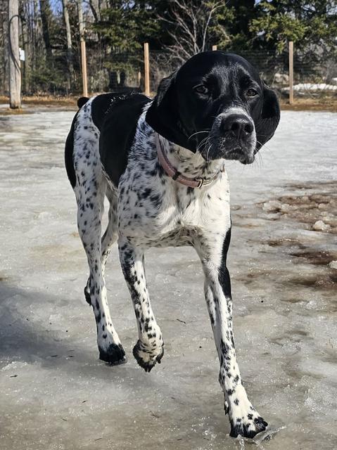 Spotted pointer mix trotting in the yard