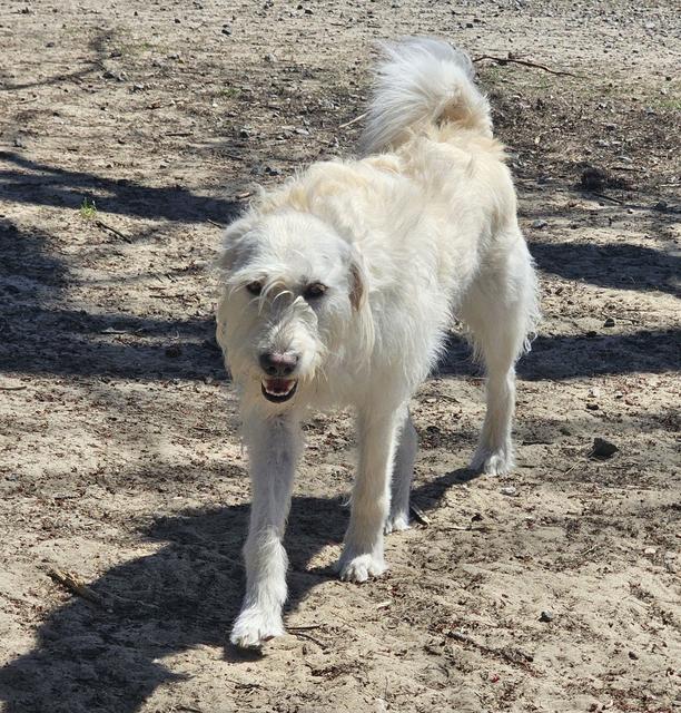 Fluffy cream dog walking in the yard