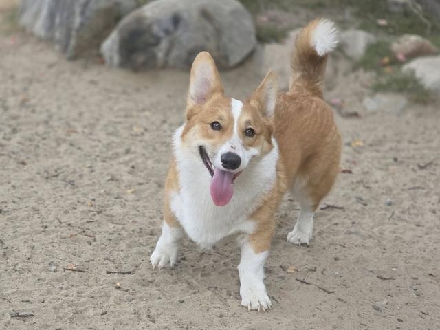 Corgi with a big smile in the yard