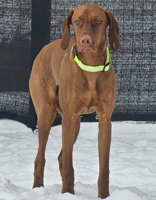 Vizsla standing in the snow