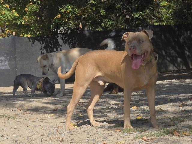 Tan dog standing in the play yard