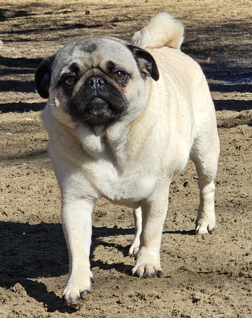 Pug standing in the play yard