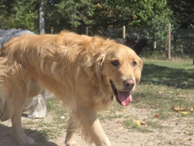 Golden retriever trotting through the yard