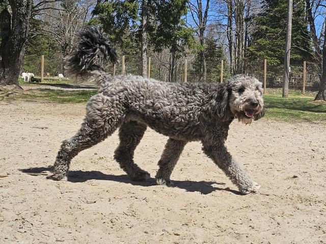 Grey poodle mix walking across the yard