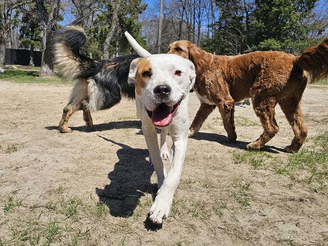 White dog playing with friends in the yard