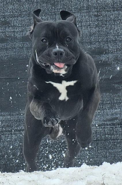Black dog with a white chest bounding in the snow