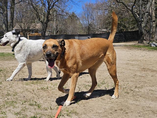 Dogs playing together on a sunny day