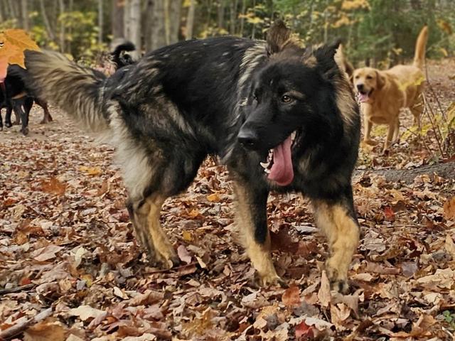 Two dogs playing in the autumn leaves