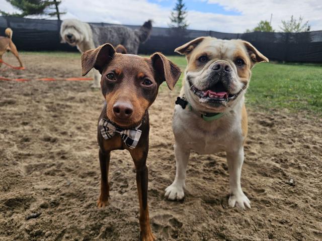 Two dogs standing side by side in the yard