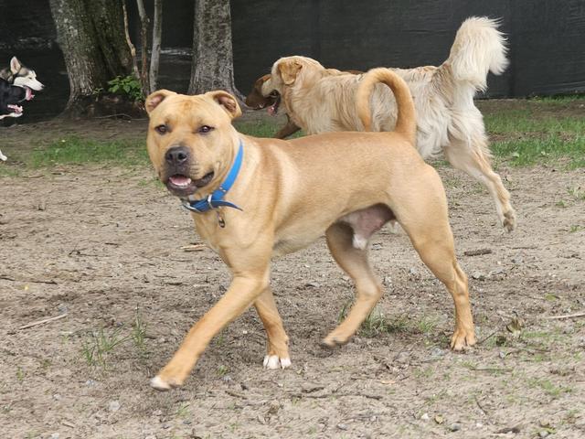 Tan dogs playing together in the yard
