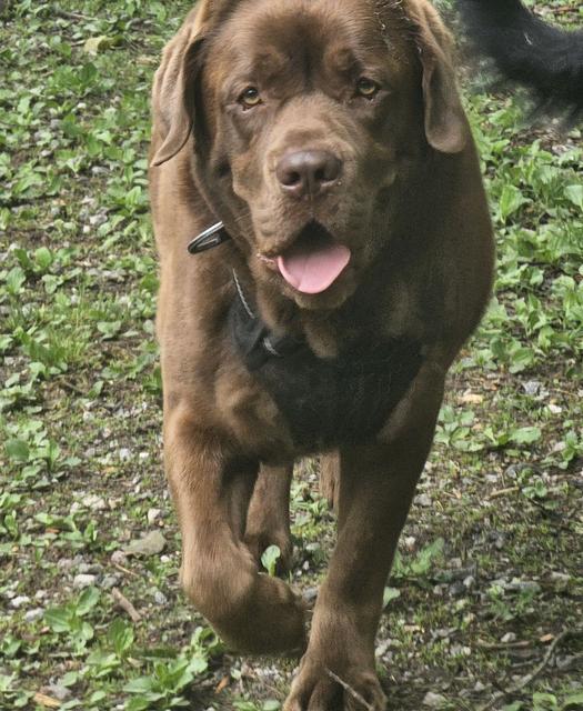 Chocolate Lab walking through the grass