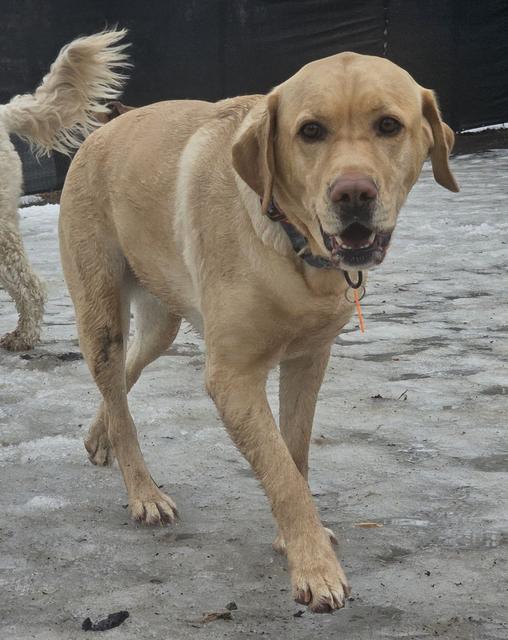 Yellow Lab walking in the snow