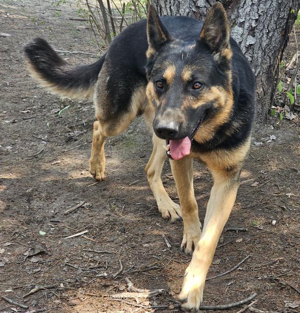 German shepherd walking through the yard