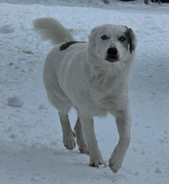 Fluffy white dog walking in the snow