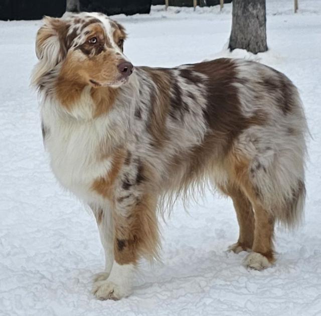 Red merle Australian shepherd in the snow