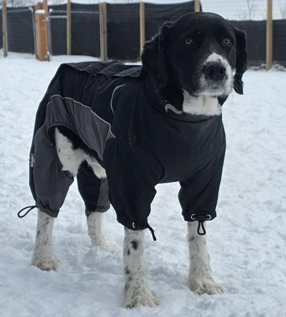 Black and white dog in a winter coat in the snow