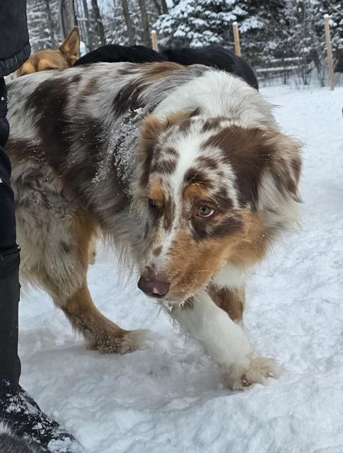 Australian shepherd exploring the snowy yard