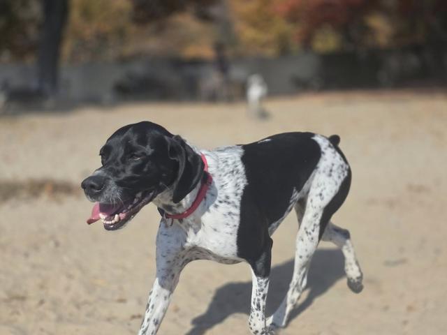 Black and white dog trotting across the yard
