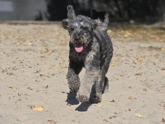 Grey doodle walking toward the camera