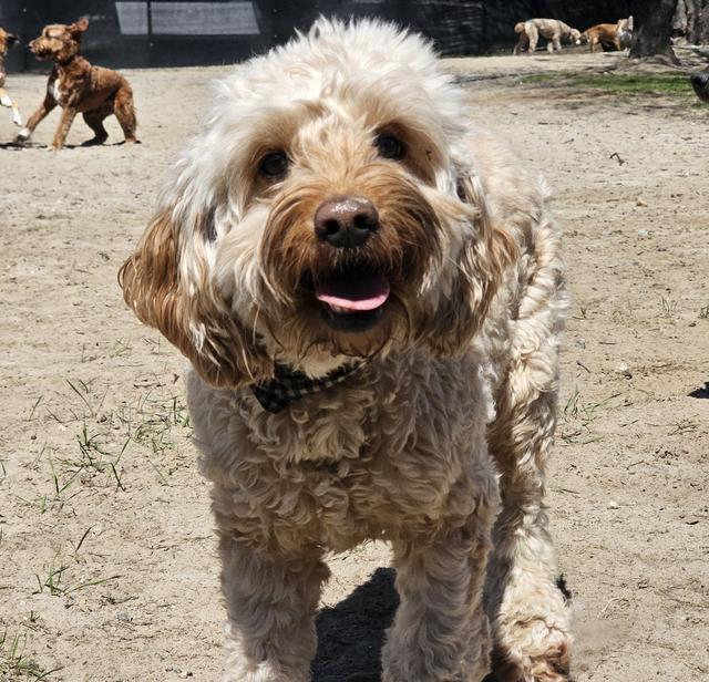 Curly goldendoodle close-up in the yard