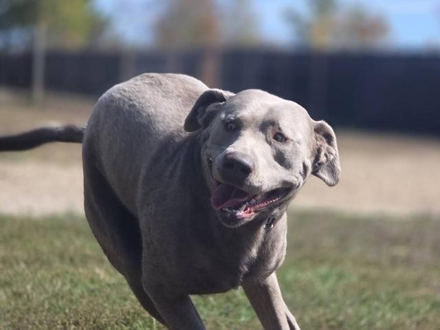 Grey pit bull close-up in the yard