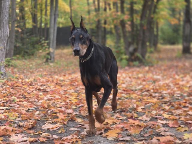Doberman in the autumn leaves
