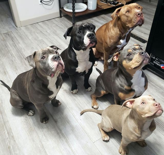 A group of bully-breed dogs sitting calmly indoors