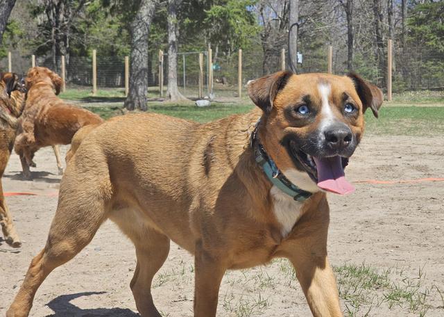 Tan dog walking in the play yard