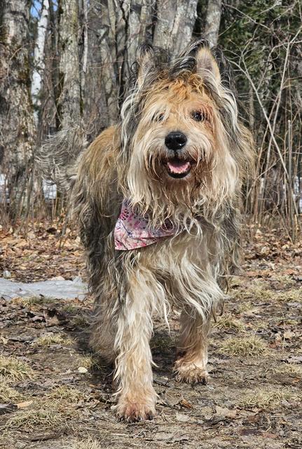 Scruffy terrier mix in the woods