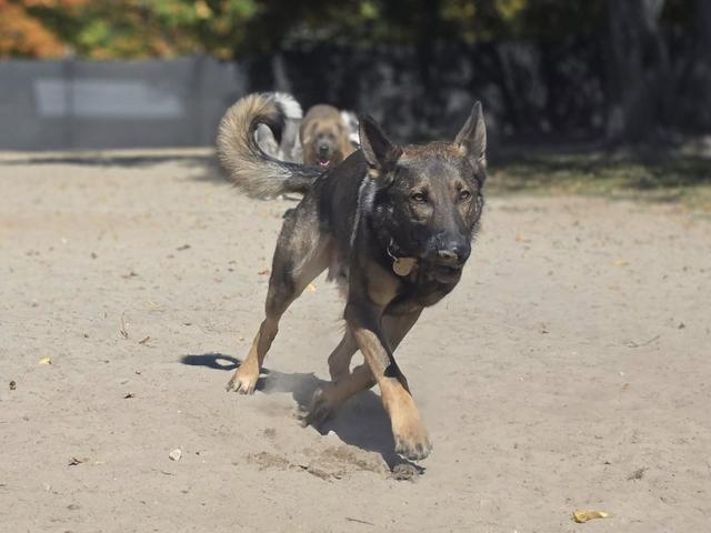 Shepherd mix trotting across the yard