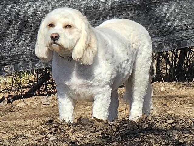 Fluffy white dog in the play yard