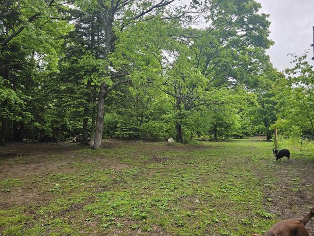 Grassy clearing in the woods