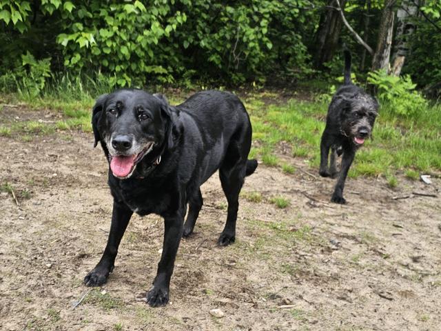 Black Labs playing in the yard