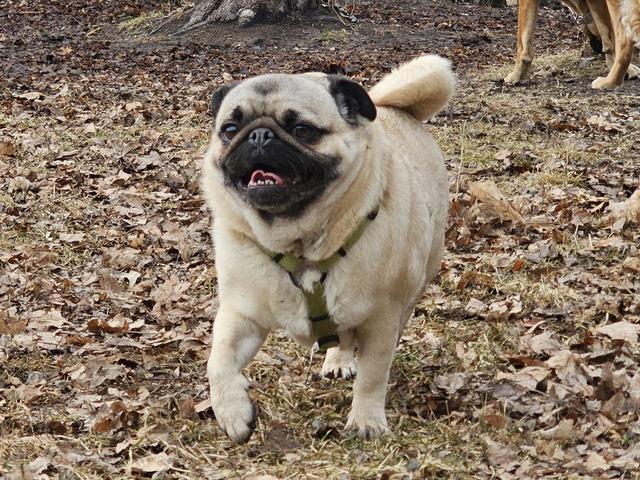 Pug trotting through the yard
