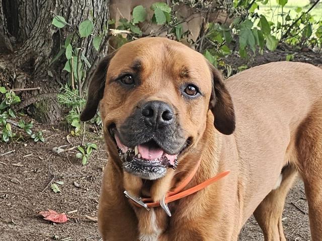 Happy mastiff mix close-up