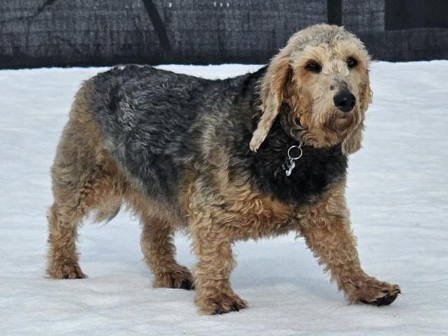 Scruffy black and tan dog in the snow