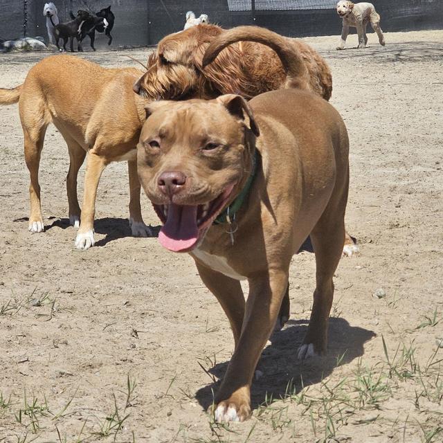 Brown dogs playing together in the yard