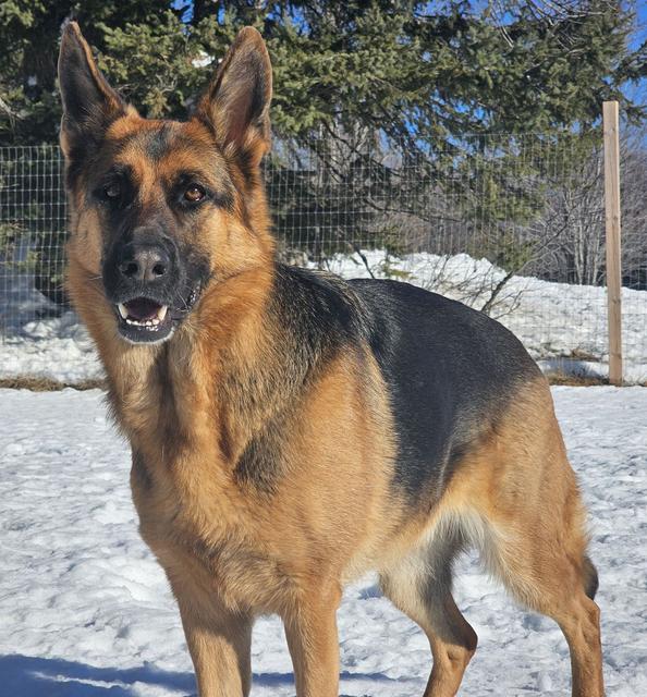 German shepherd standing in the snow
