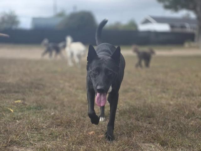 Black dog walking across the field