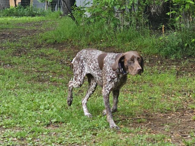 Brown speckled pointer in the grass