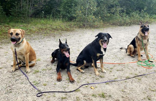 Four dogs sitting together on long lines on a sandy trail