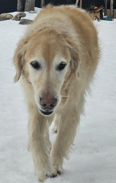 Golden retriever walking in the snow