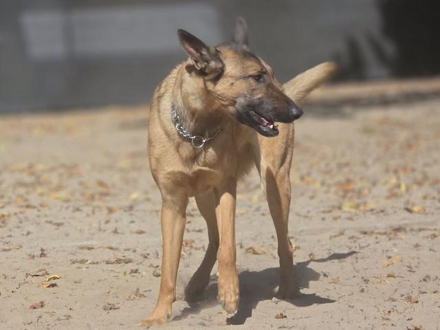 Tan dog in the sandy yard