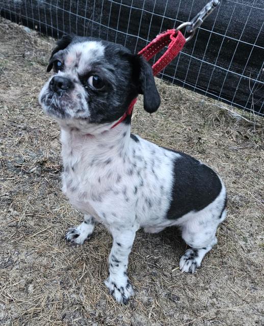 Black and white dog sitting on leash in the yard