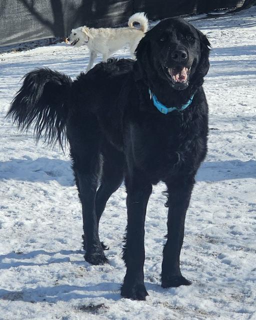 Black dog with a blue collar in the snow