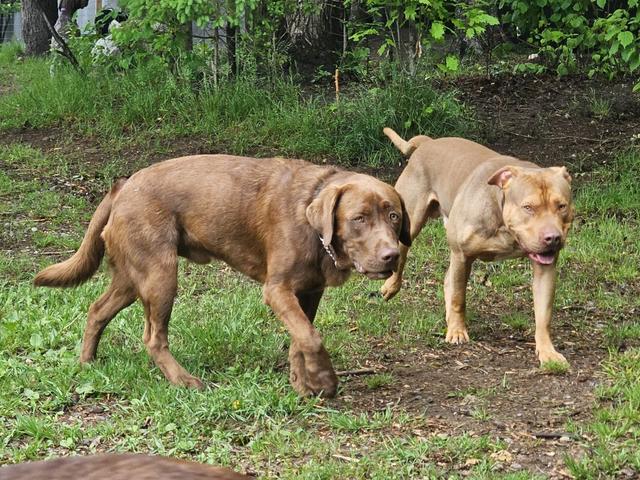 Two dogs playing in the grass