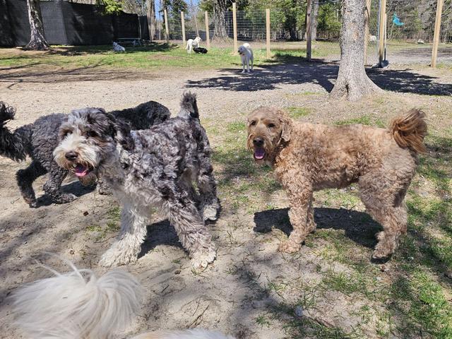 Dogs wrestling in the play yard