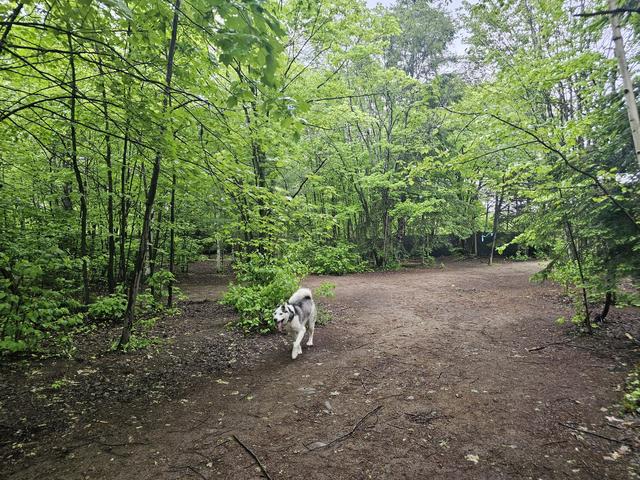 Dog exploring the forest trail